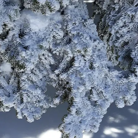 Karinna Orman Evleri Hotel Uludag (Bursa)